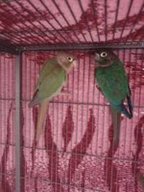   Couple conure 