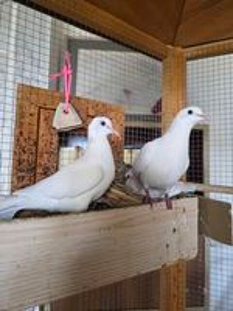   Colombes blanches 