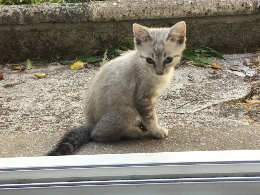   magnifique chaton européen 