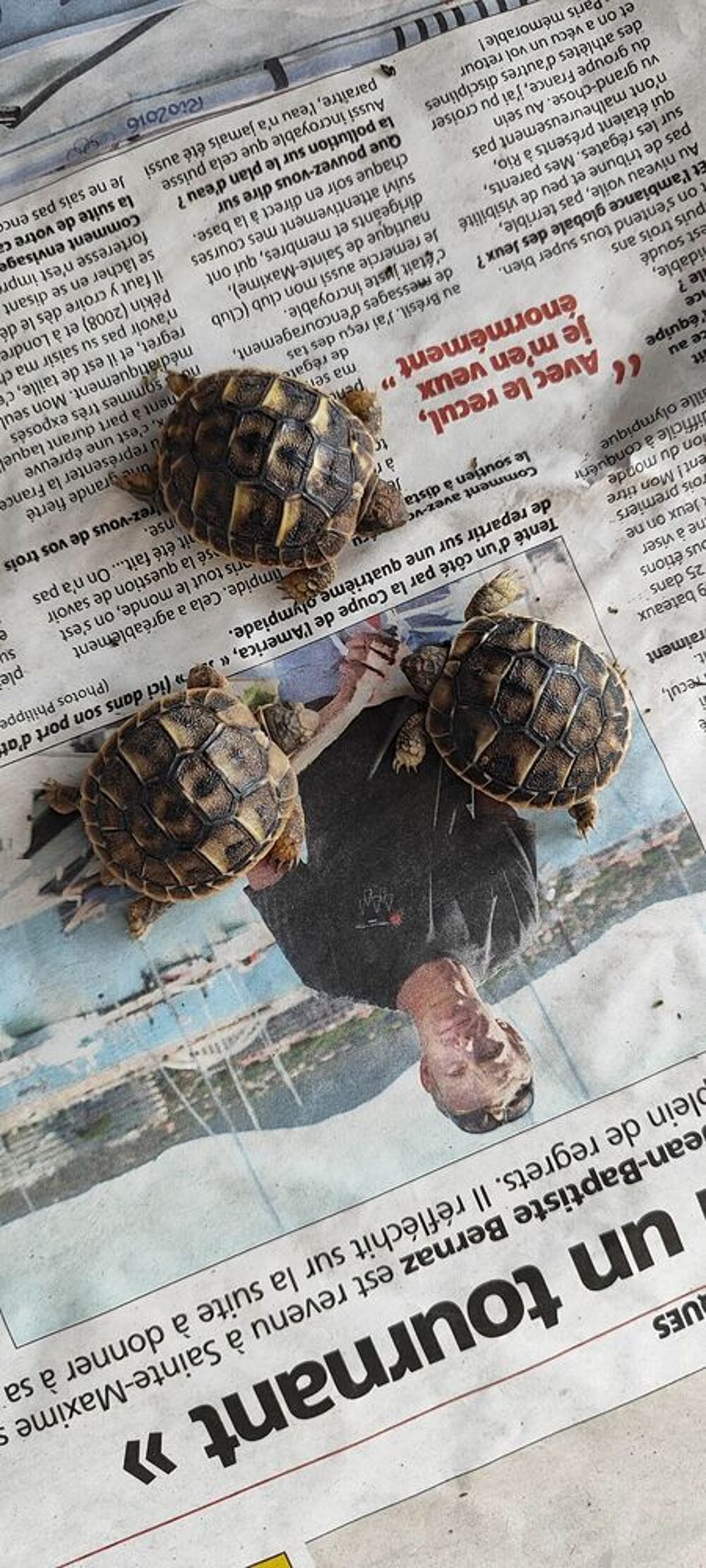   BEBES TORTUES 
