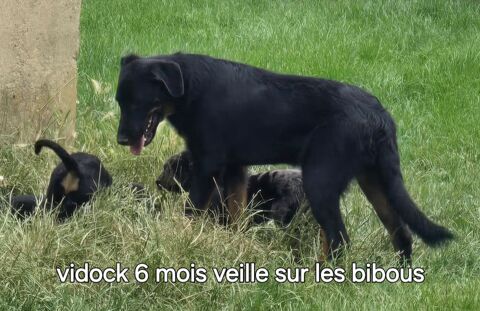 CHIOTS BEAUCERONS LOF MALES ET FEMELLES 1400 47800 Miramont-de-guyenne