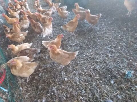 poulets fermiers 0 80140 Fresnoy-andainville