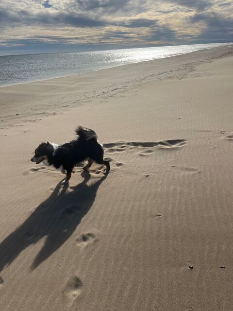Berger Australien 0 11100 Narbonne plage