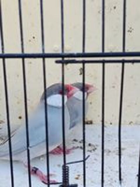  Paddas ou moineau de Java  