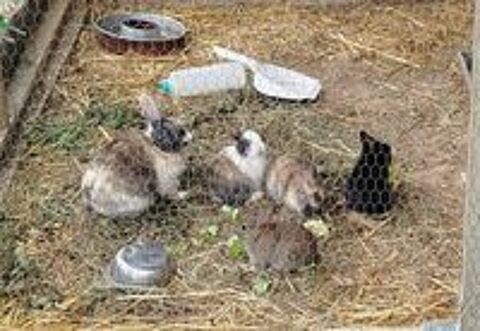   lapine naine de 9 semaines, pelage chamarré 