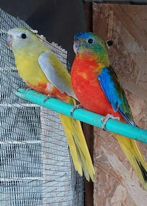 couple de turquoisines 80 64000 Pau