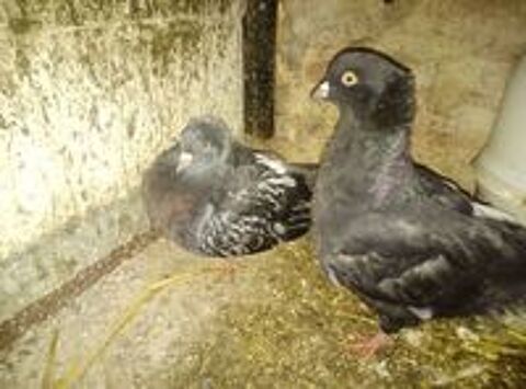  Pigeons cauchois et sottobanca  