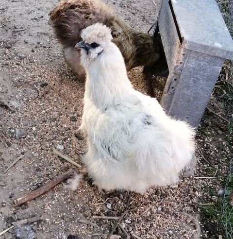 Poules soies 62770 Saint-georges