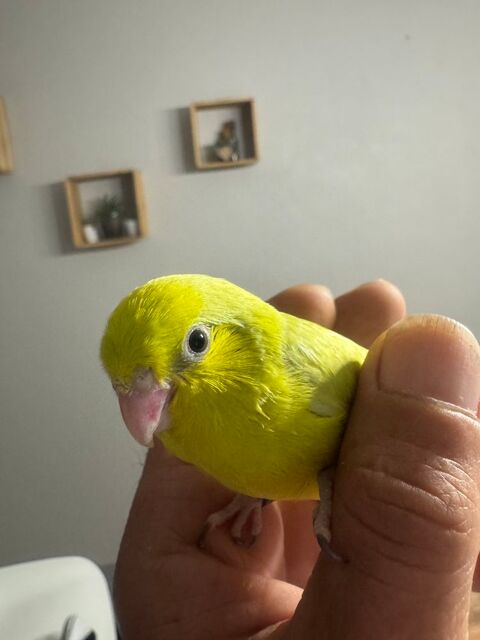 Adorable toui Céleste, perruche moineau élevé à la main 75 28210 Nogent-le-roi