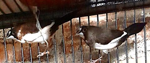 moineaux du japon 7 35310 Cintr�