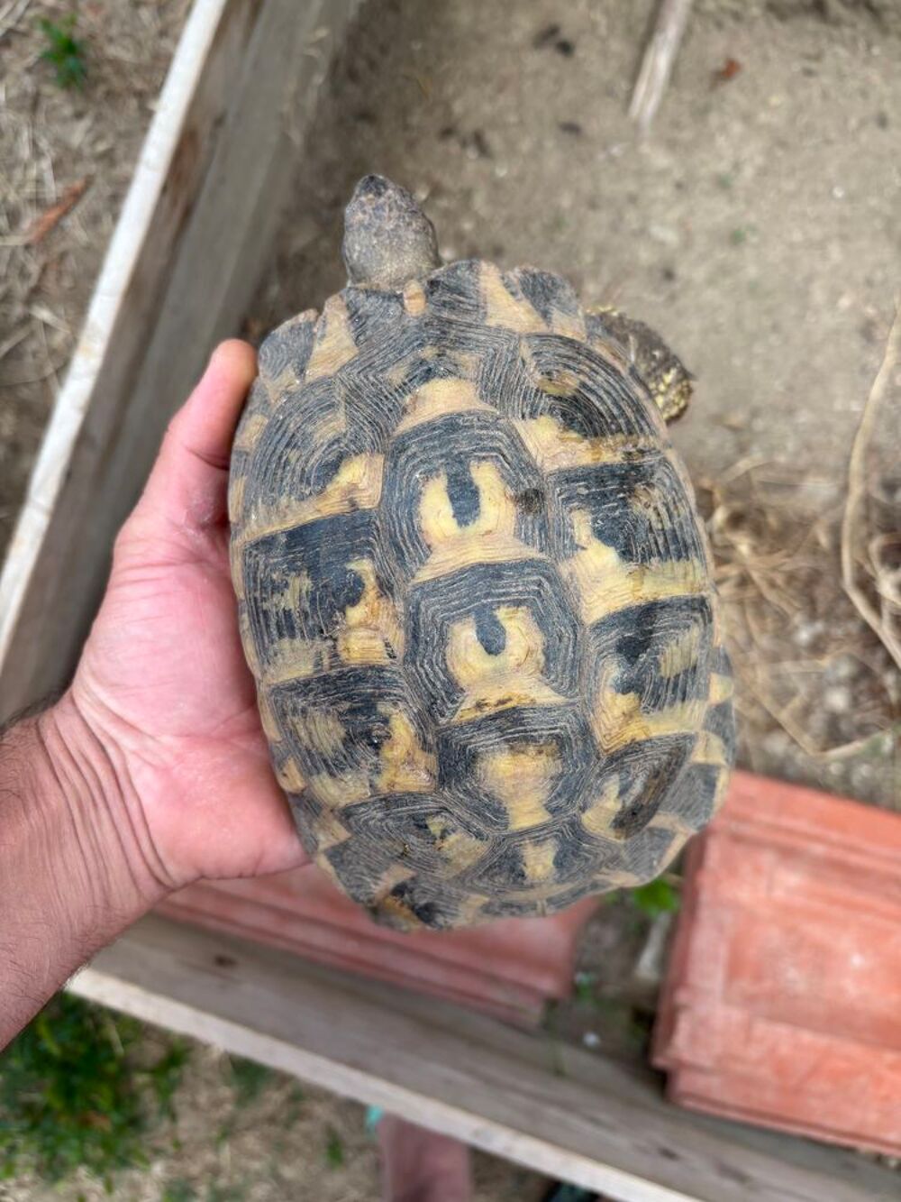   Tortue de terre  