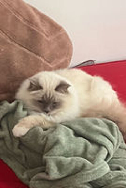   chaton cherche famille d'accueil 