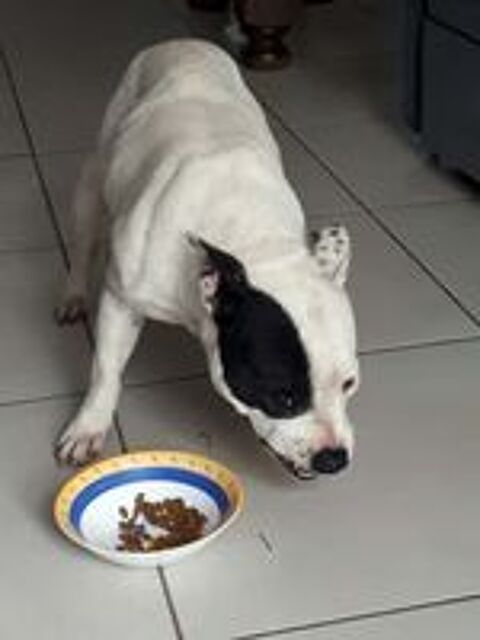   NIKITA, superbe Staffordshire Bull Terrier déclassée à adopter via l'association UMA 