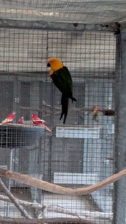 Perruche jandaya 180 80000 Amiens