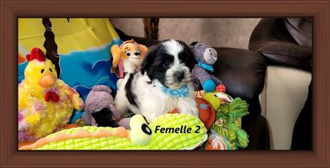 CHIOT MORKIE femelle ( bichon maltais x yorkshire) 850 41700 Le controis-en-sologne