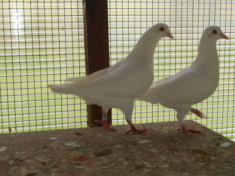 PIGEONS REPRODUCTEURS 25 52800 Nogent