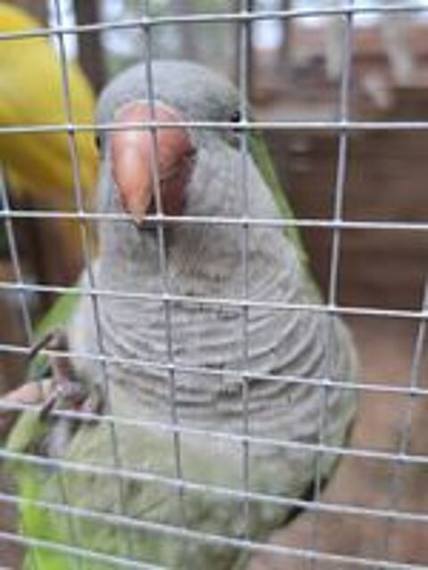   Conure veuve femelle  