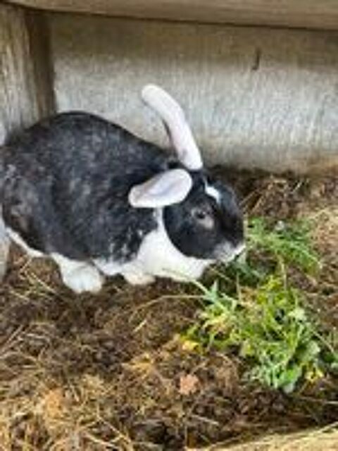   Lapins, Lapins nains et cochons d'Inde  