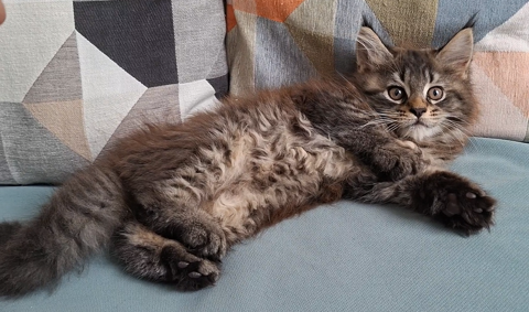 chaton femelle Maine Coon LOOF 700 83000 Toulon