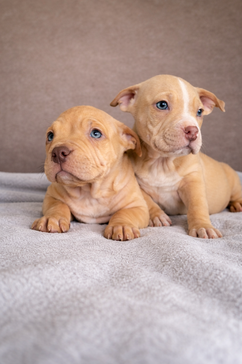 Chiots m&acirc;le American bully standard 0 44150 Ancenis