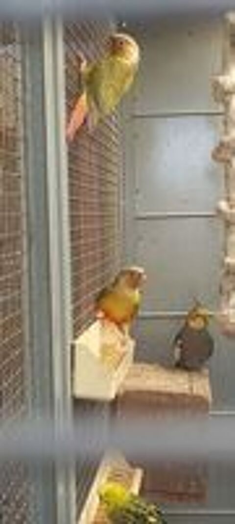   Conure molinae  