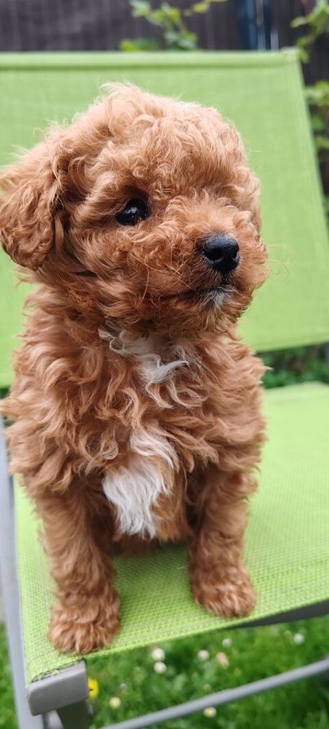 Caniche nain abricot nain chiot 1150 35300 Fougres