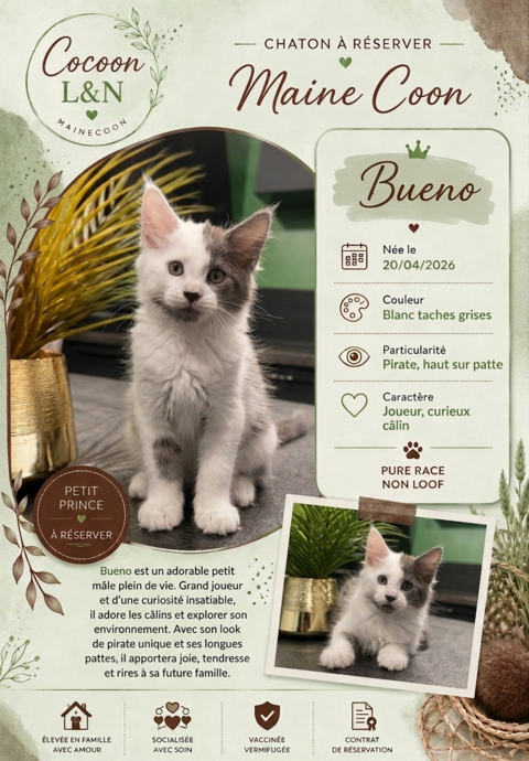 Chaton Mainecoon 750 77400 Dampmart