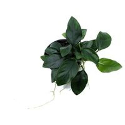   Plante d'aquarium Anubia taille moyenne 