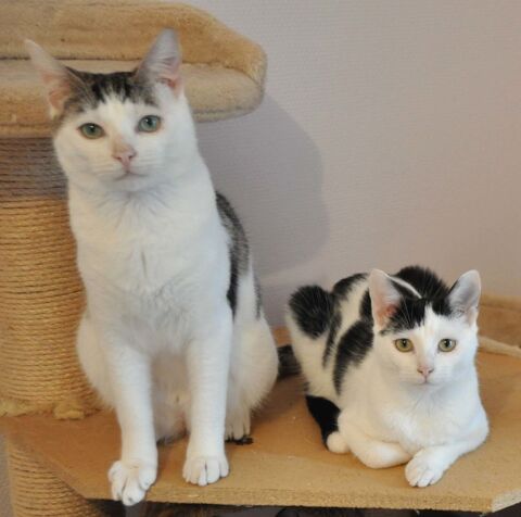 &Agrave; l'adoption 3 adorables chatons ados m&acirc;le et femelles 0 89520 Saint-sauveur-en-puisaye