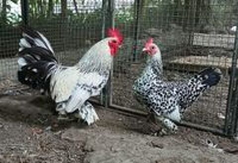   Poule et coq Sabelpoot 