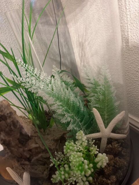 aquarium 30L Biorb 230 Pont-de-Vaux (01)