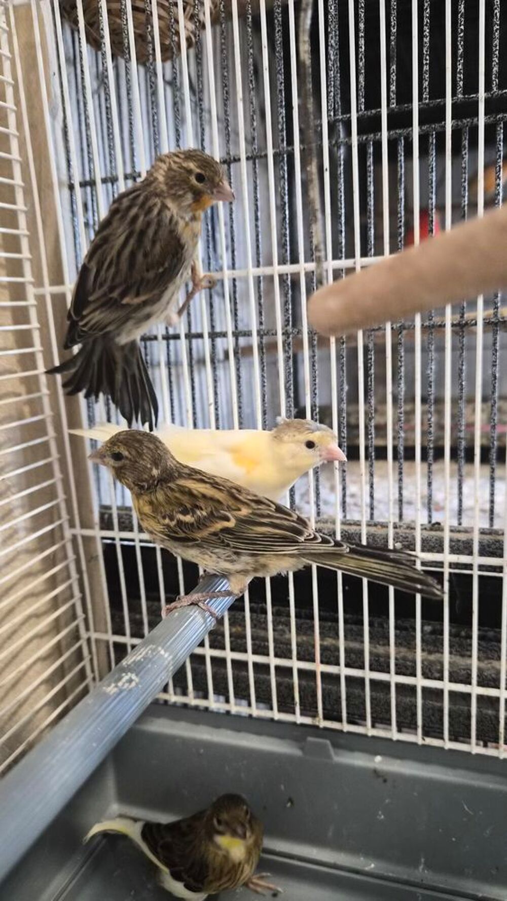   Oiseaux canaris mâle et femelle  