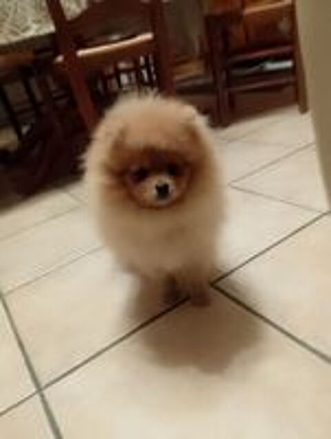   Magnifique chiot spitz allemand femelle naine 