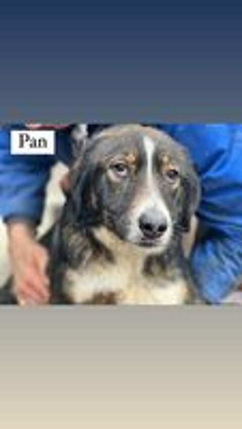   PAN 