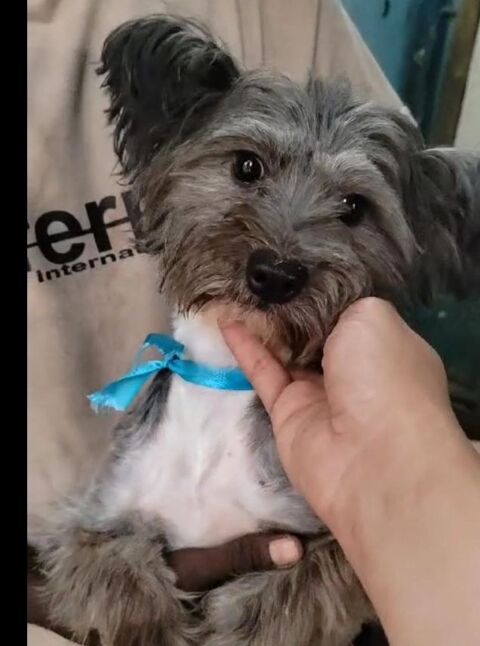 CHIPIE FEMELLE NON STÉRILISÉE 2 ANS A SAUVER D'ÉGYPTE ADOPTION UNIQUEMENT 0 75018 Paris