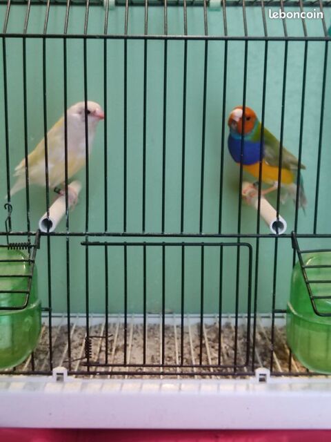 Diamants de GOULD 40 65000 Tarbes