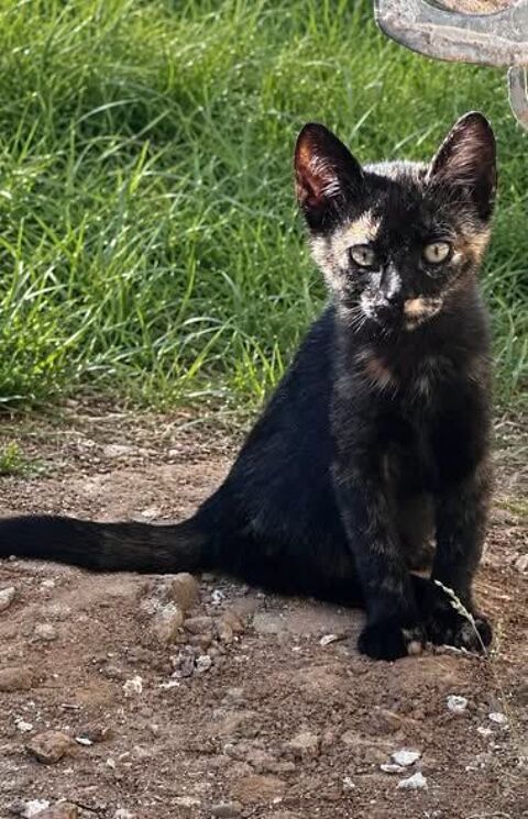 Chat CALICO &agrave; l adoption 120 26140 Saint-rambert-d'albon