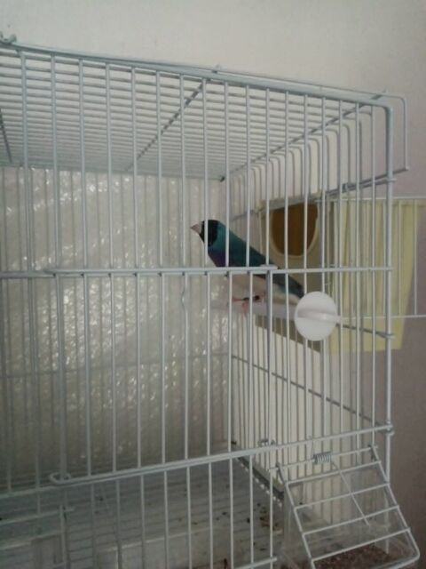 couple de diamant de Gould bleu 100 94460 Valenton