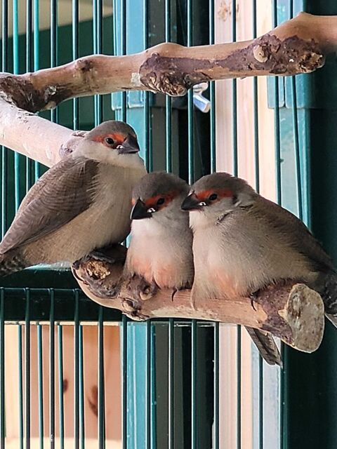 oiseaux exotiques Argenton-sur-Creuse (36)