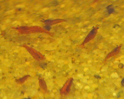 Crevettes Red Cherry 8 93290 Tremblay-en-france