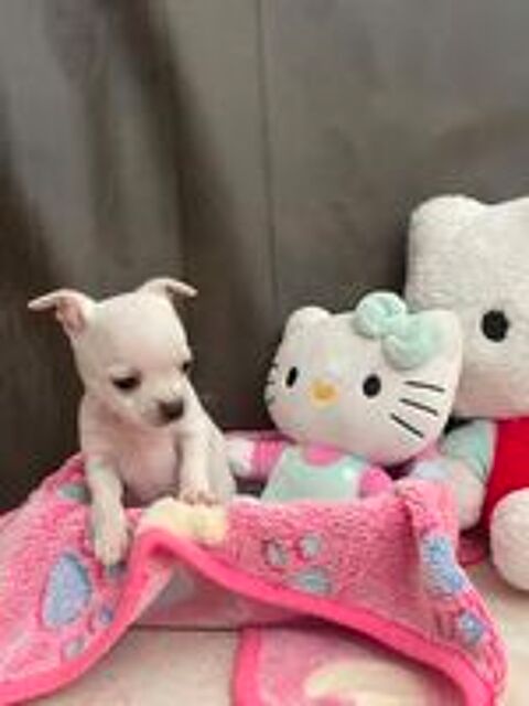   chihuahua male 