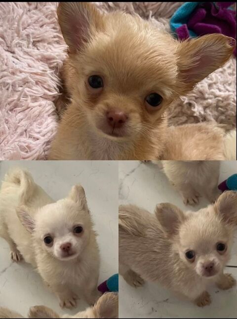 chiots chihuahuas poils long 2000 49000 Angers