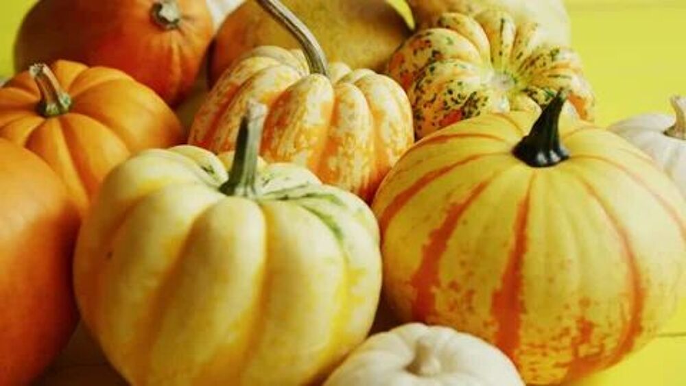 coloquintes de mon jardin Cuisine