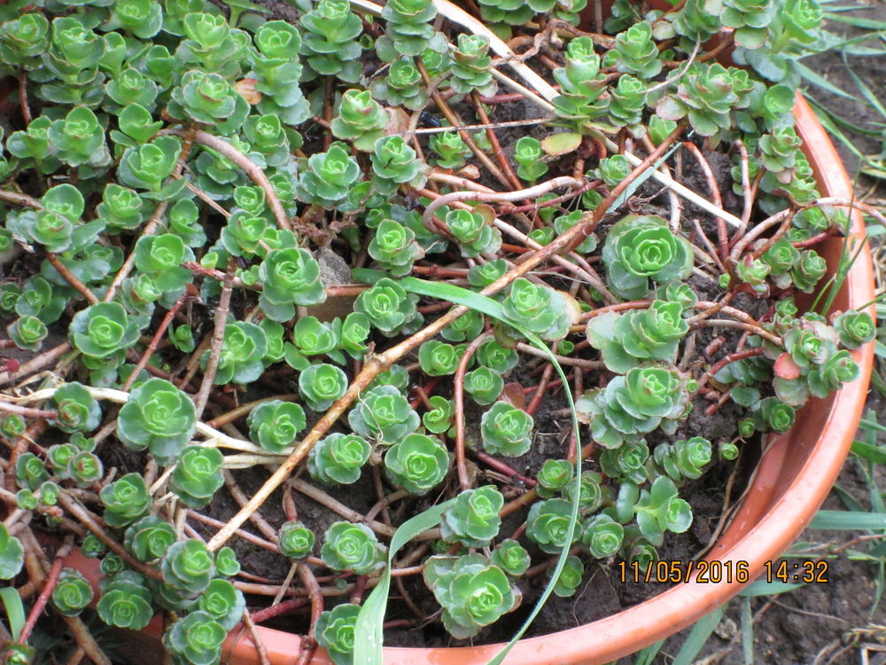 Plant de s&eacute;dum ,petite plante vivace ,rampante fleurit rose Jardin