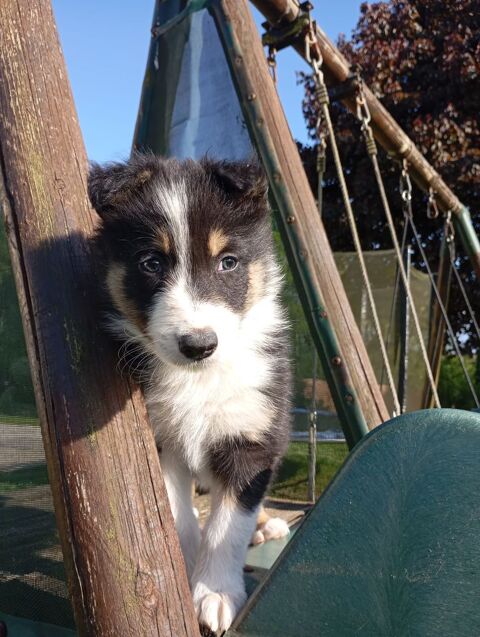 Chiots Border Collie tricolore 800 35540 Le tronchet