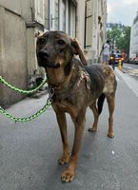   COCO SE TROUVE EN FAMILLE D'ACCUEIL SUR PARIS 