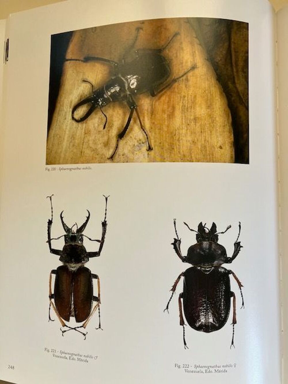 Les Chiasognathinae des Andes Livres et BD