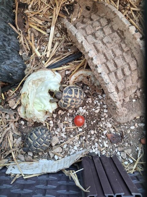 Tortue 2ans 70 83190 Ollioules