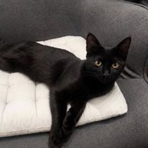   Zeek - chatonne sociable 