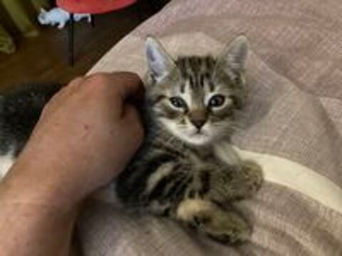   Donne chatons contre bons soins.   